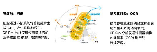 XF技術工作原理