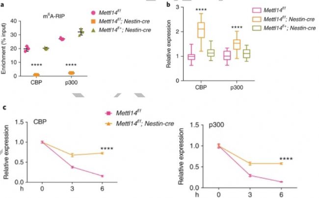 RNA-seq分析敲除Mettl14導致組蛋白修飾在全基因組范圍內發(fā)生改變,從而影響基因表達