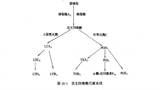 花生四烯酸的環(huán)氧化酶產(chǎn)物