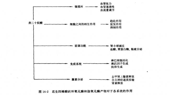 花生四烯酸的環(huán)氧化酶產(chǎn)物
