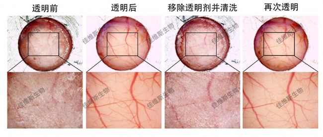 可重復開關的光透明顱窗