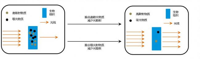 組織透明化技術的原理