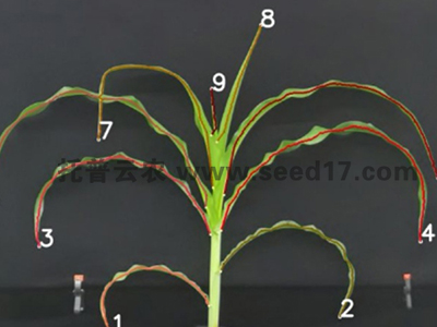 玉米表型檢測(cè)系統(tǒng)