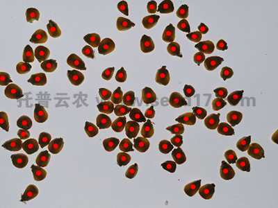 玉米表型檢測(cè)系統(tǒng)(數(shù)粒)